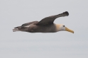 067 Waved albatross 04